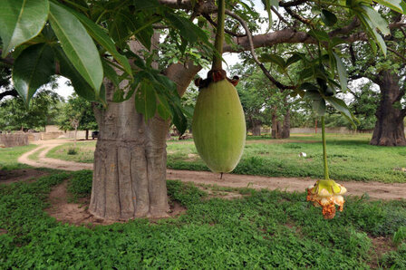 Baobab fruit poeder (50gr)