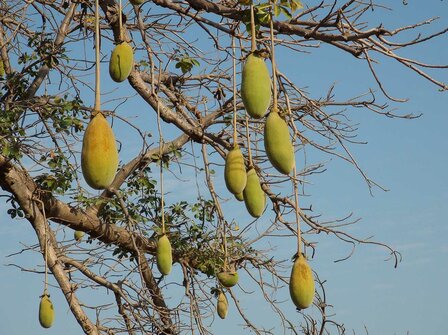 Baobab fruit poeder (50gr)