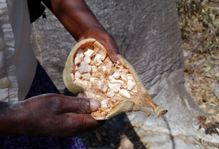 Baobab fruit poeder (50gr)