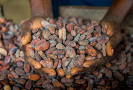Cacao bonen puur Raw (80gr)