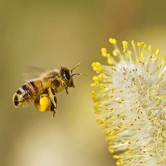 Bijenpollen (50gr)