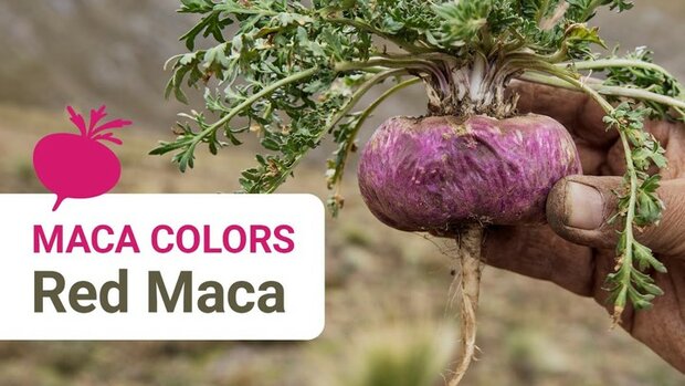 Maca rood poeder (50gr)