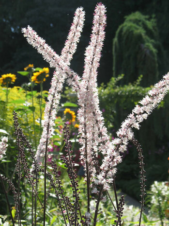 Black Cohosh wortel Poeder (50gr)