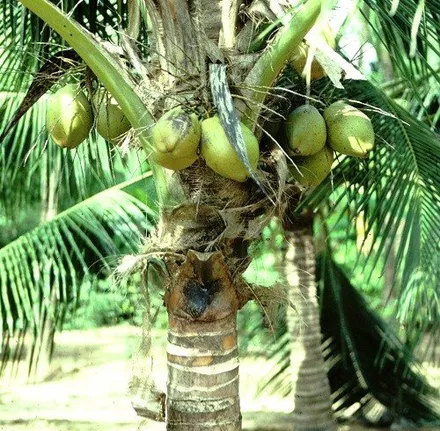 Kokos vlokken (80gr)