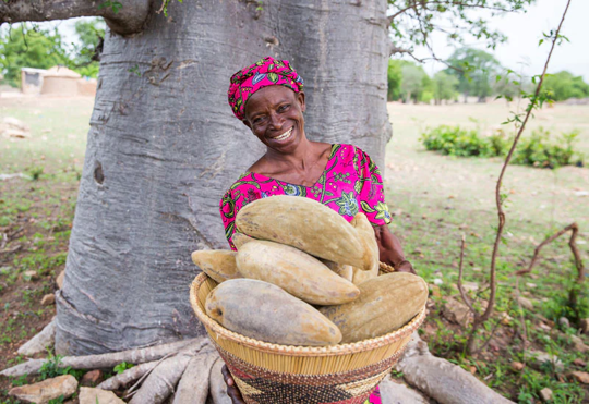 Baobab fruit poeder (50gr)