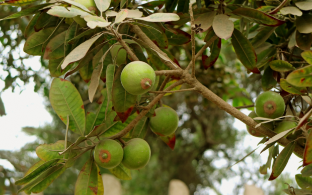 Lucuma poeder (50gr)