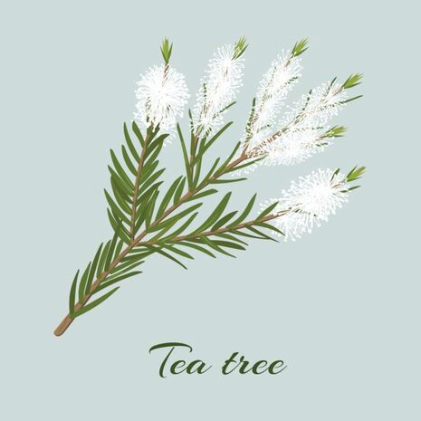 Tea tree Etherische olie (20ml)