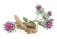 klit wortel (kliswortel-Burduck root) klit wortel (kliswortel-Burduck root)