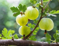 Voordelen Amla bes (Ayurvedisch) Voordelen Amla bes (Ayurvedisch)