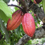 Cacao Poeder Biologisch (50gr)