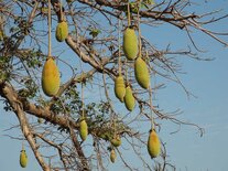 Baobab fruit poeder (50gr)