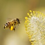 Bijenpollen (50gr)