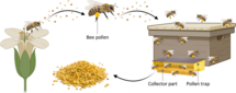 Bijenpollen (50gr)